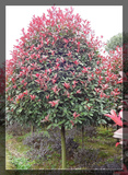 红叶石楠树 (5)