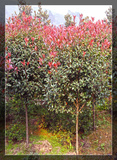 红叶石楠树 (9)